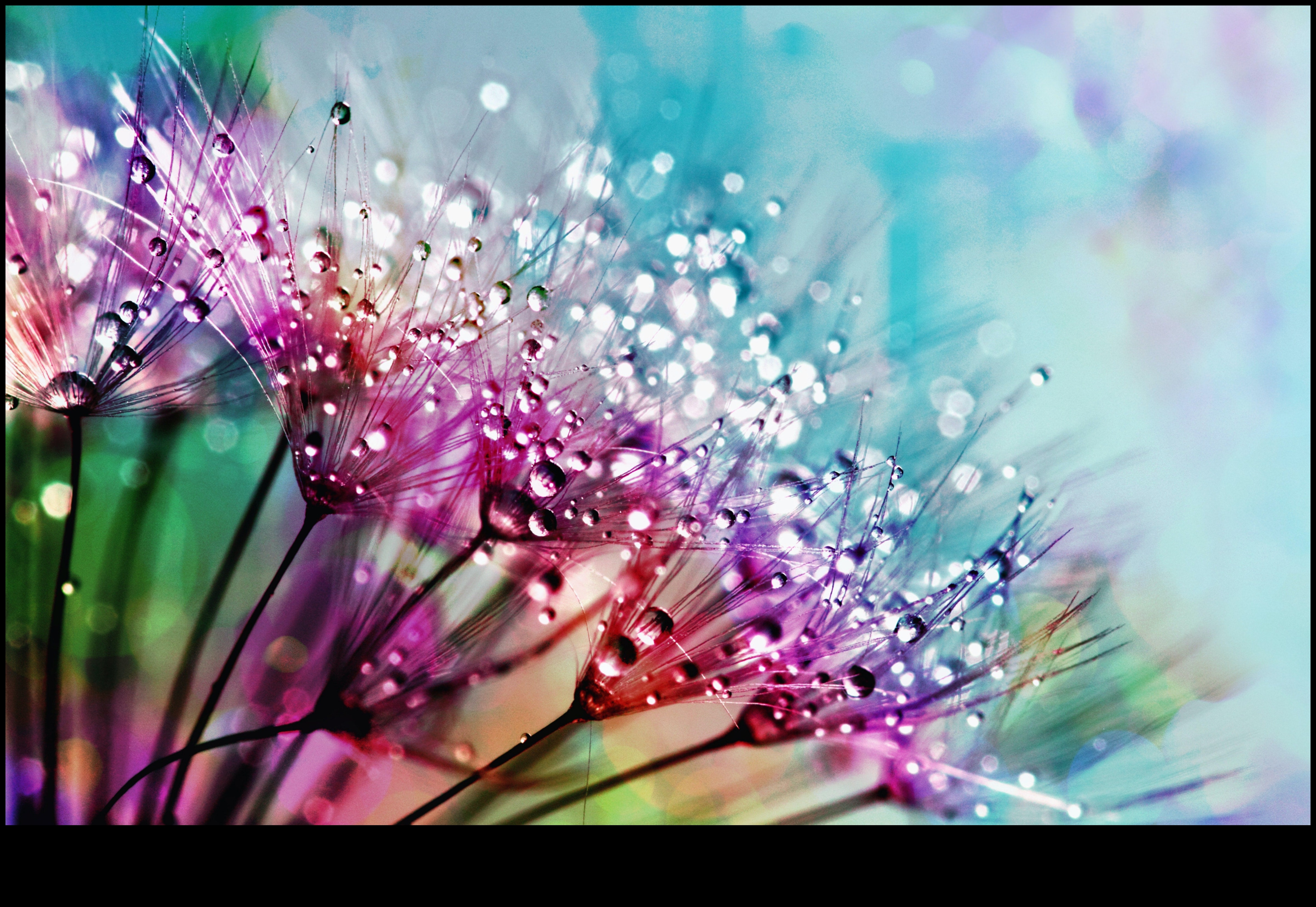 Eleganță complicată: stăpânirea frumuseții subtile a detaliilor fotografiei macro