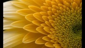 Eleganță complicată Un mentor asupra a prinde frumusețea subtilă a fotografiei macro 4 Eleganță complicată: stăpânirea frumuseții subtile a fotografiei macro