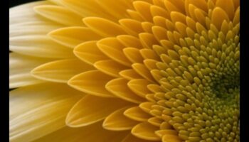 Eleganță complicată: stăpânirea frumuseții subtile a fotografiei macro